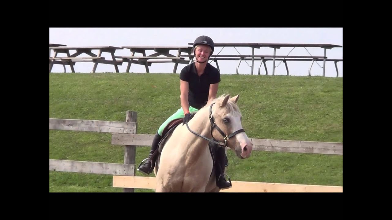 Baby Blaze - Foundation horse of Blazing Colours Farm