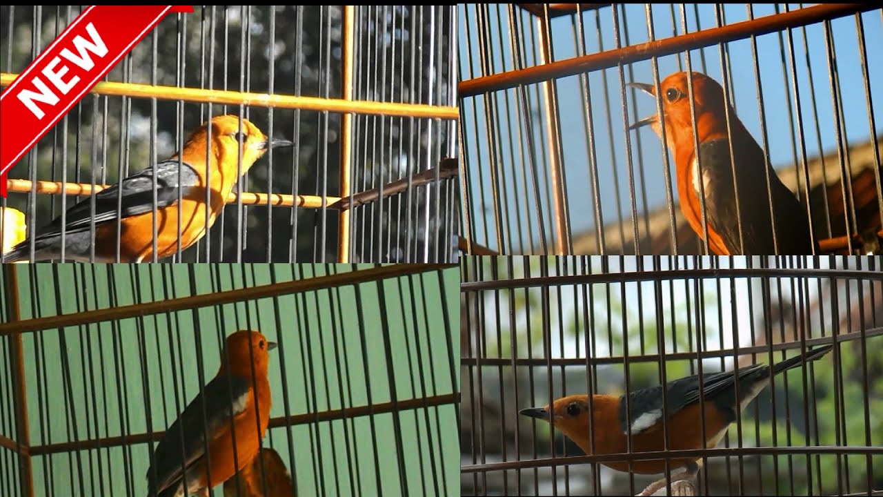 Cas Online ! Anis Merah Mu Ngecir ? Coba Pancing Dengan Suara ini Jika Parah Berarti...