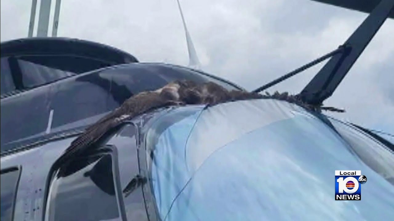 Sky 10 bird strike highlights avian aviation hazard