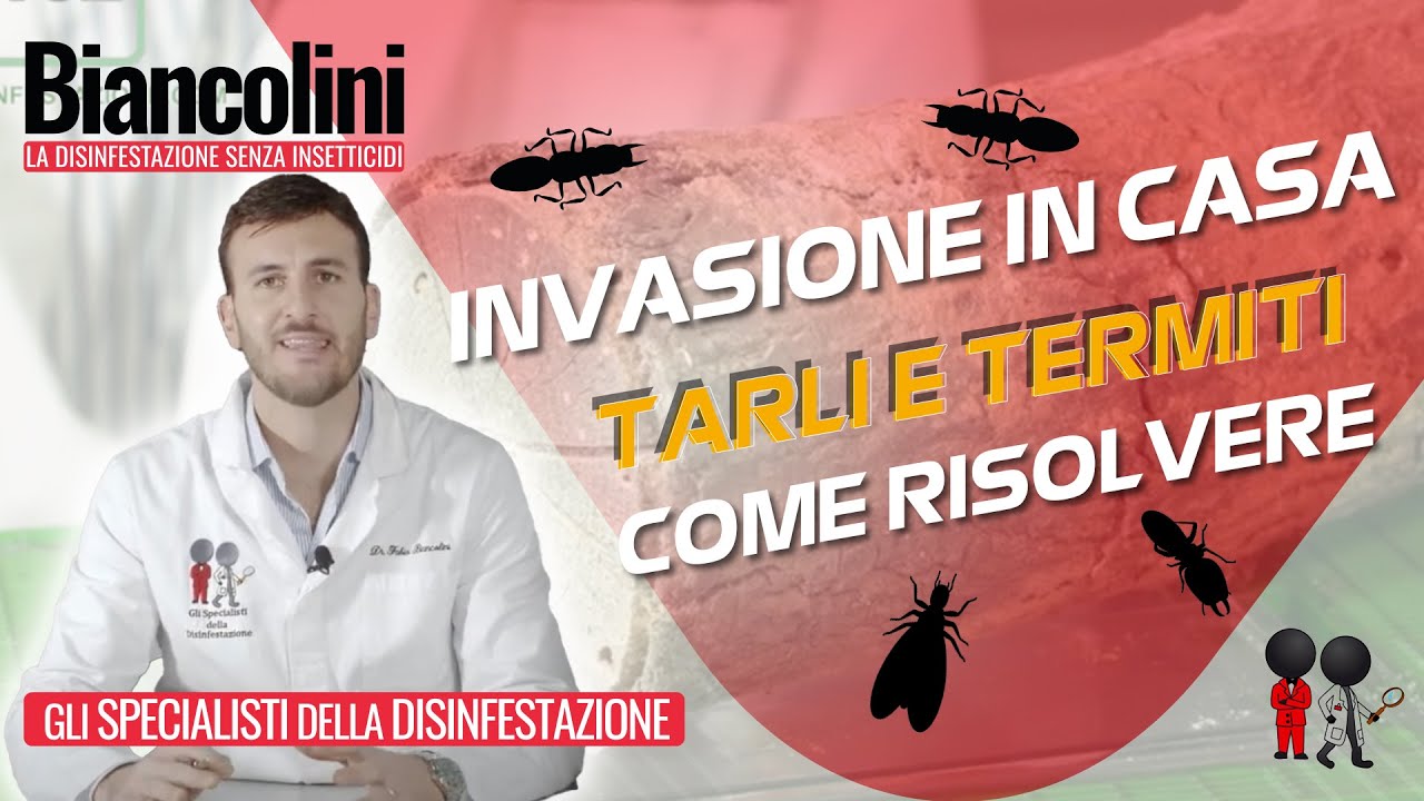 ⚠️​😢Tarli e Termiti: gli insetti del legno che invadono le case⚠️​😢