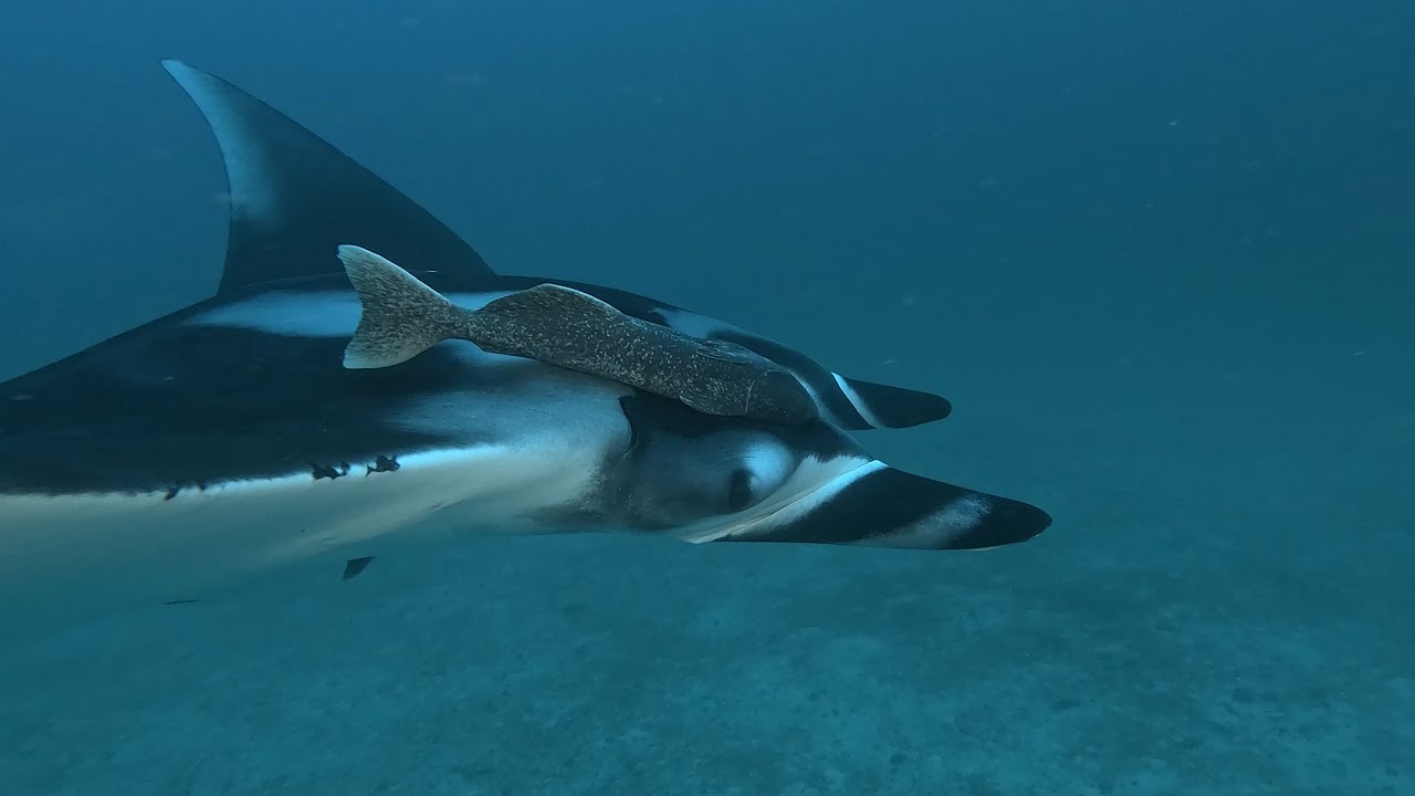 Buceo en Isla del Coco / Diving in Cocos Island (Costa Rica)
