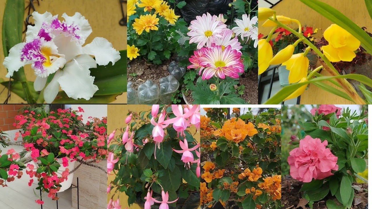 HERMOSO JARDIN DE UNA SUSCRIPTORA CON MUCHAS FLORES 