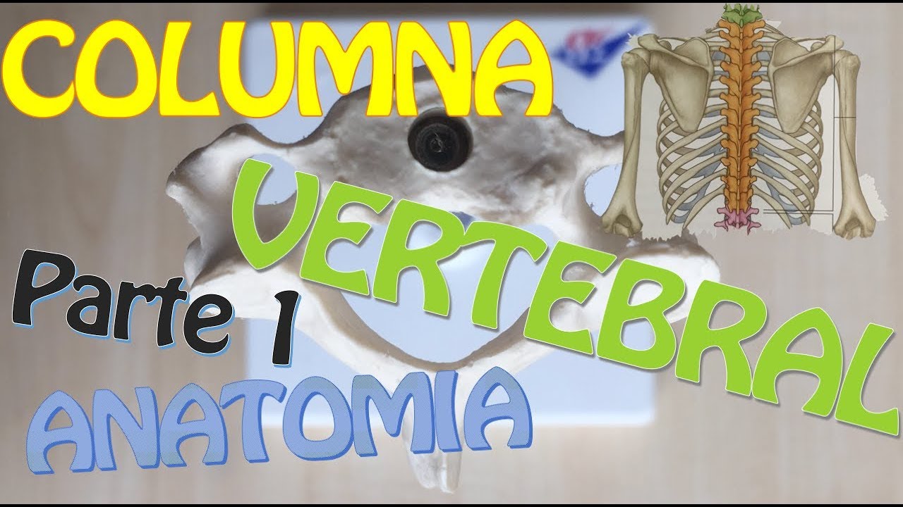 Anatomia de la Columna Vertebral | Parte 1 | Sistema Oseo