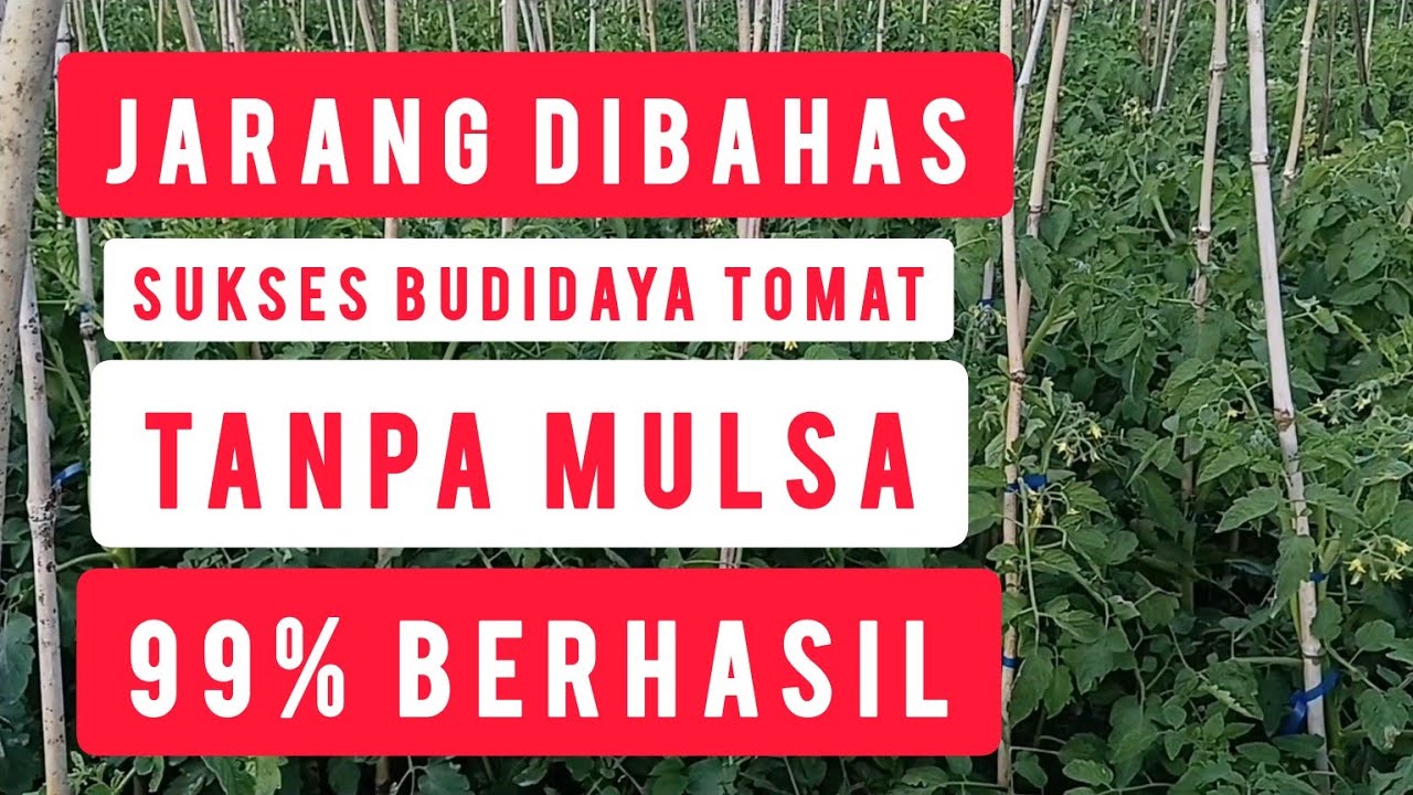 Tanpa Mulsa Pun Bisa! Rahasia Panen Tomat Melimpah