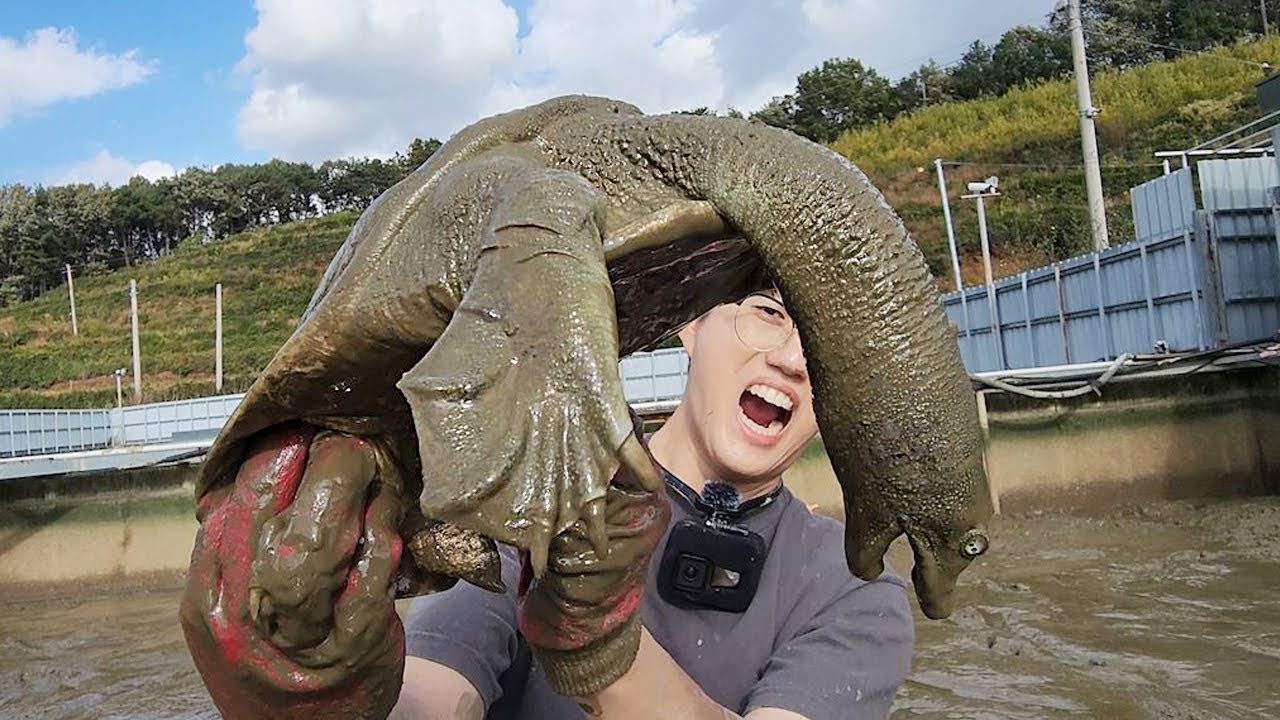10년묵은 난폭한 거대 자라 수천마리가 바글바글! 물빠진 펄바닥에서 싹쓰리해보자!