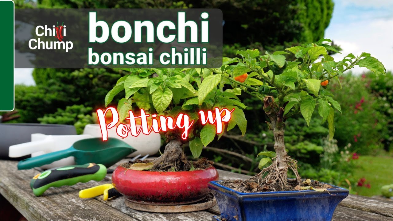 Potting up a Bonchi - Bonsai Chilli