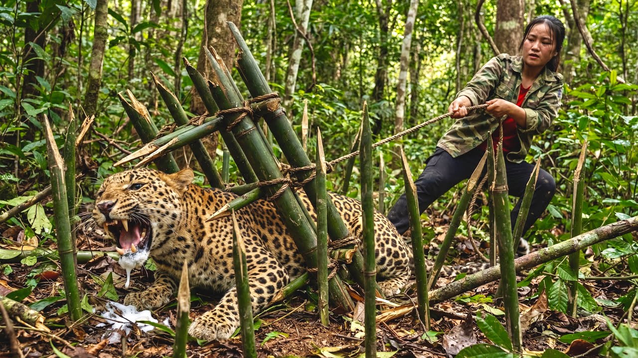 Day 69 of surviving in the jungle: I deliberately designed a makeshift trap to trick a large leopard