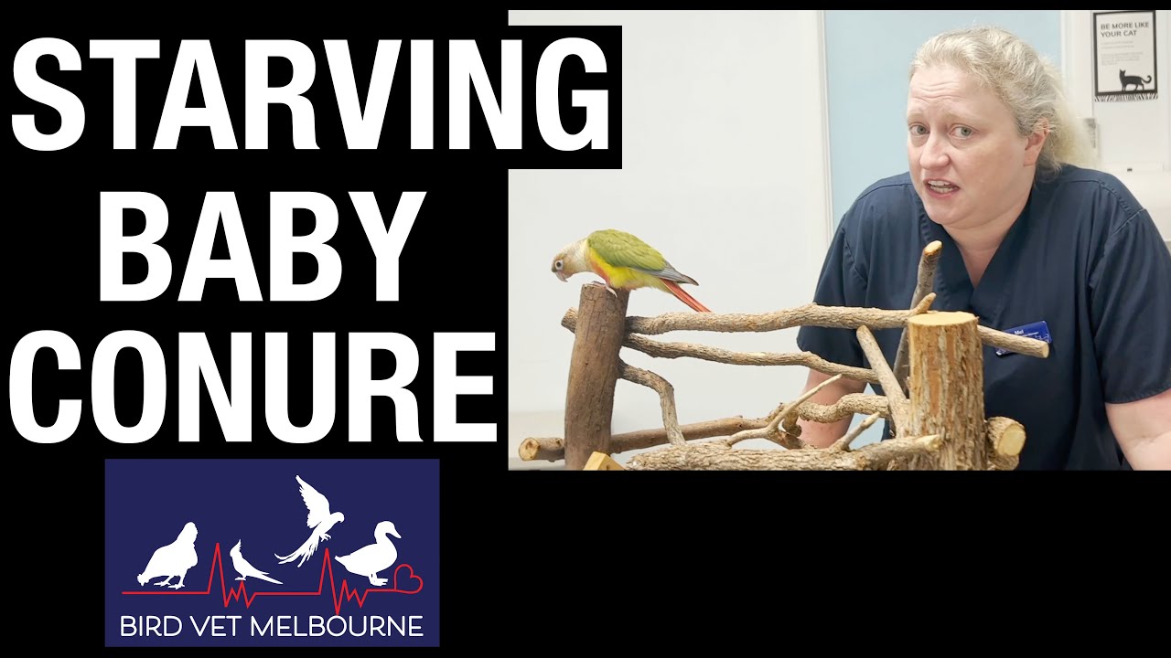 Bringing home a baby parrot and feeding it correctly