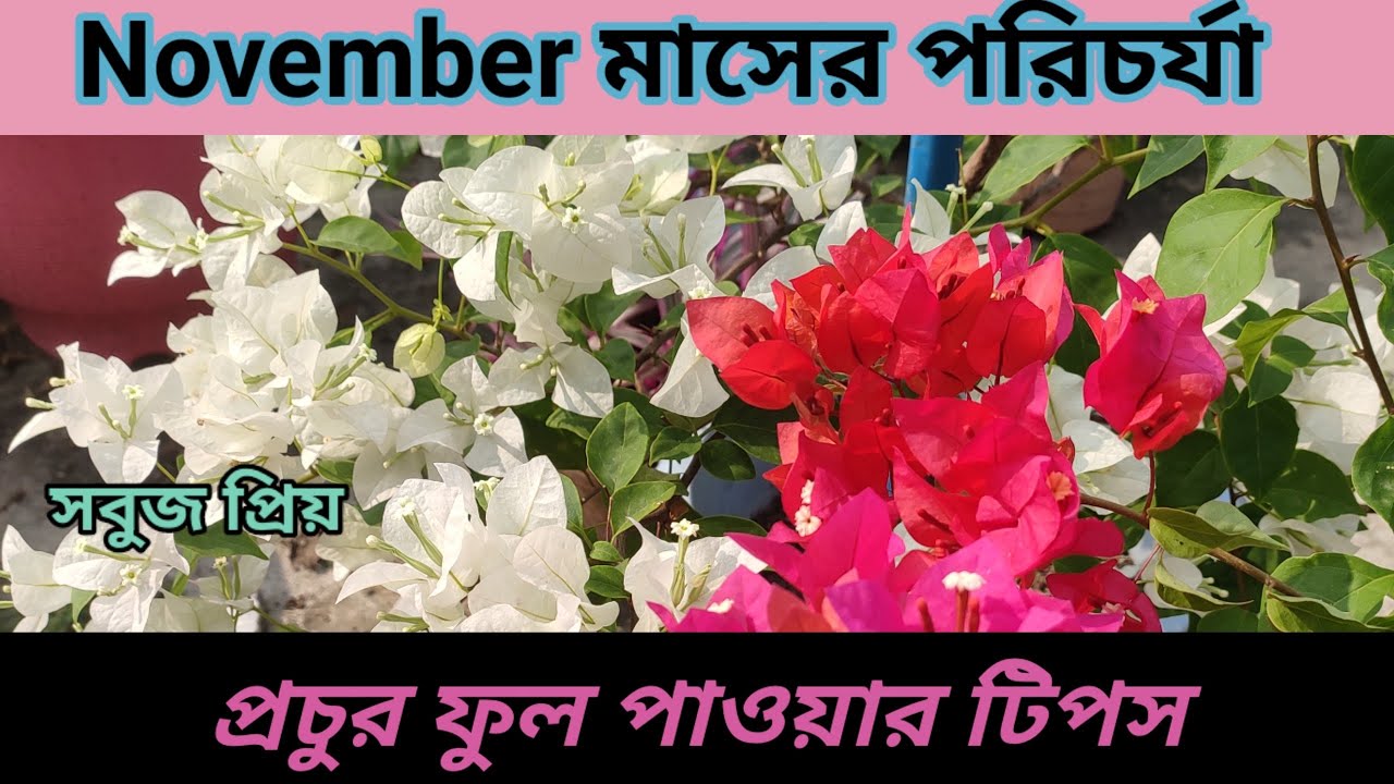 Bougainvillea care in November// How to care bougainvillea in November//সবুজ প্রিয়