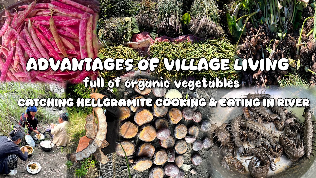 Catching hellgramite, Harvesting full of organic vegetables, Cooking & eating in river 