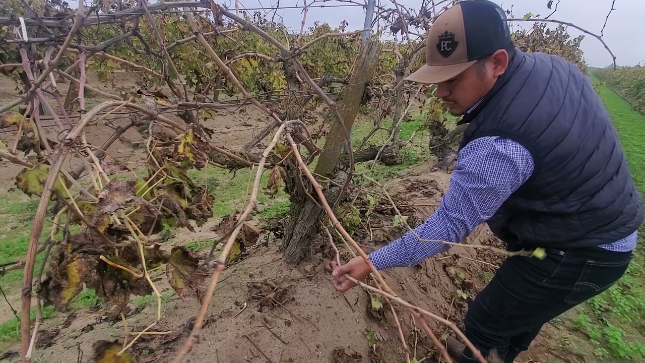 Como podar la viña de guia para la uva de tabla / temporada 2021