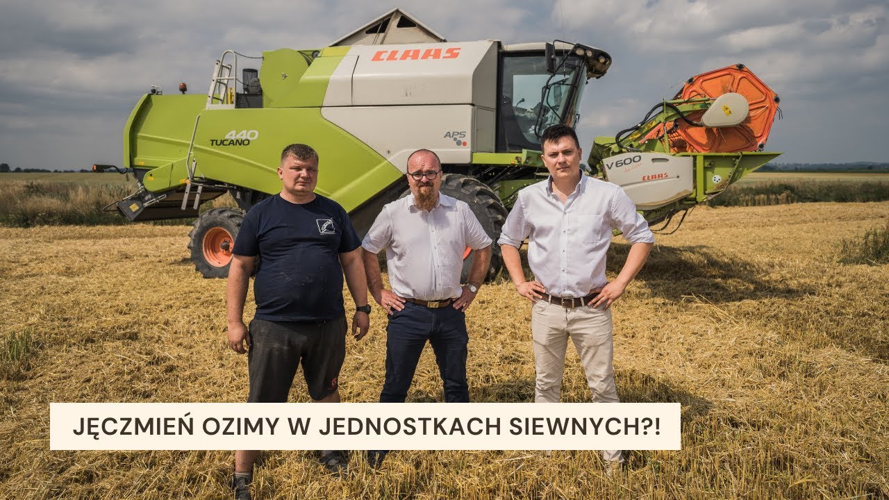 ŻNIWA 2021 - Ponad 9 ton z hektara! Jęczmień ozimy Teuto w jednostkach siewnych - JAKA ZAPRAWA?!