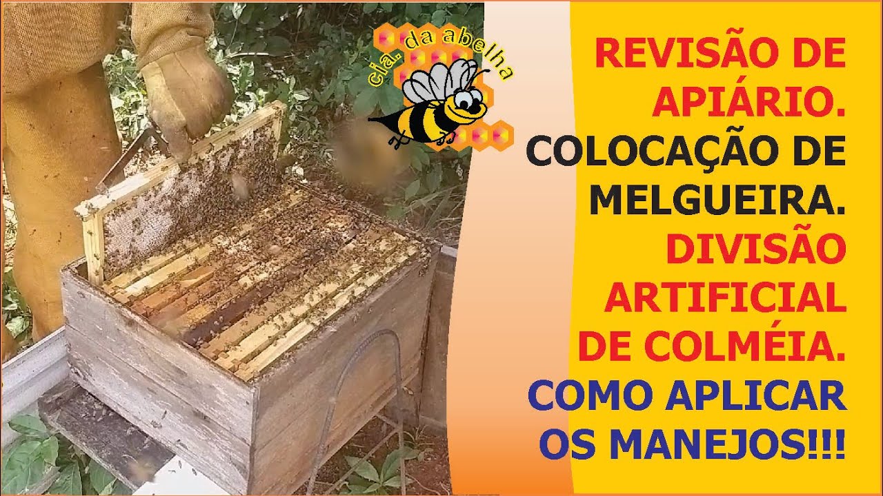 REVISÃO COMPLETA DE APIÁRIO- COLOCAÇÃO DE MELGUEIRA- DIVISÃO ARTIFICIAL COM PUXADA NATURAL DE RAINHA