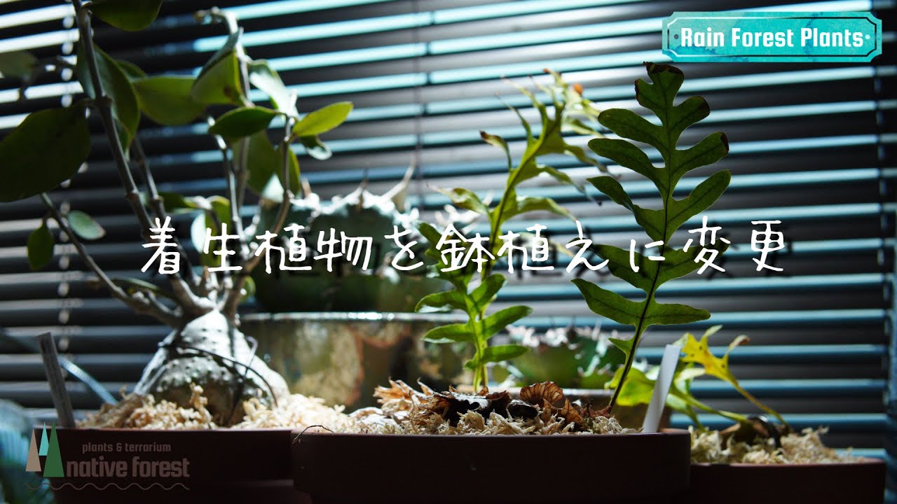 着生植物達を鉢植え仕様に変更していく！（ヒドノフィツム・ドリナリア・レカノプテリス）