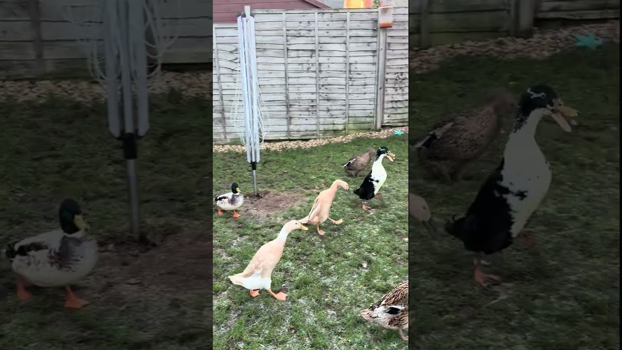Christmas ducks! #backyard ducks@waddlewaddle100