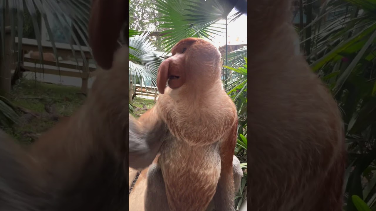#Changlong Proboscis Monkey Nakula check out the pety queen #original video #Changlong Wildlife Worl
