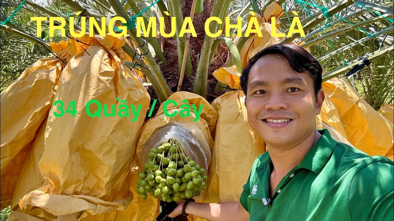 TRÚNG MÙA CHÀ LÀ PHAN RANG #chà_là #phanrang #chala_ninhthuan