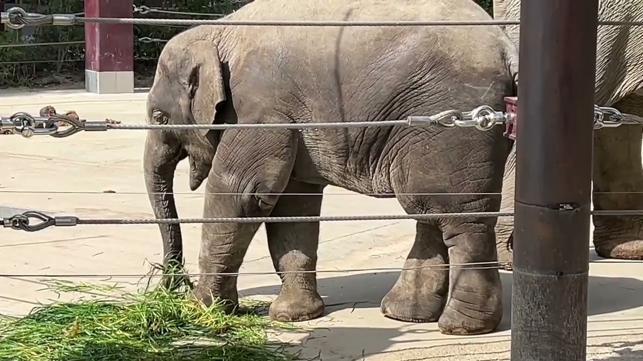 今日の上野動物園 2022年3月30日 ゾウの住む森