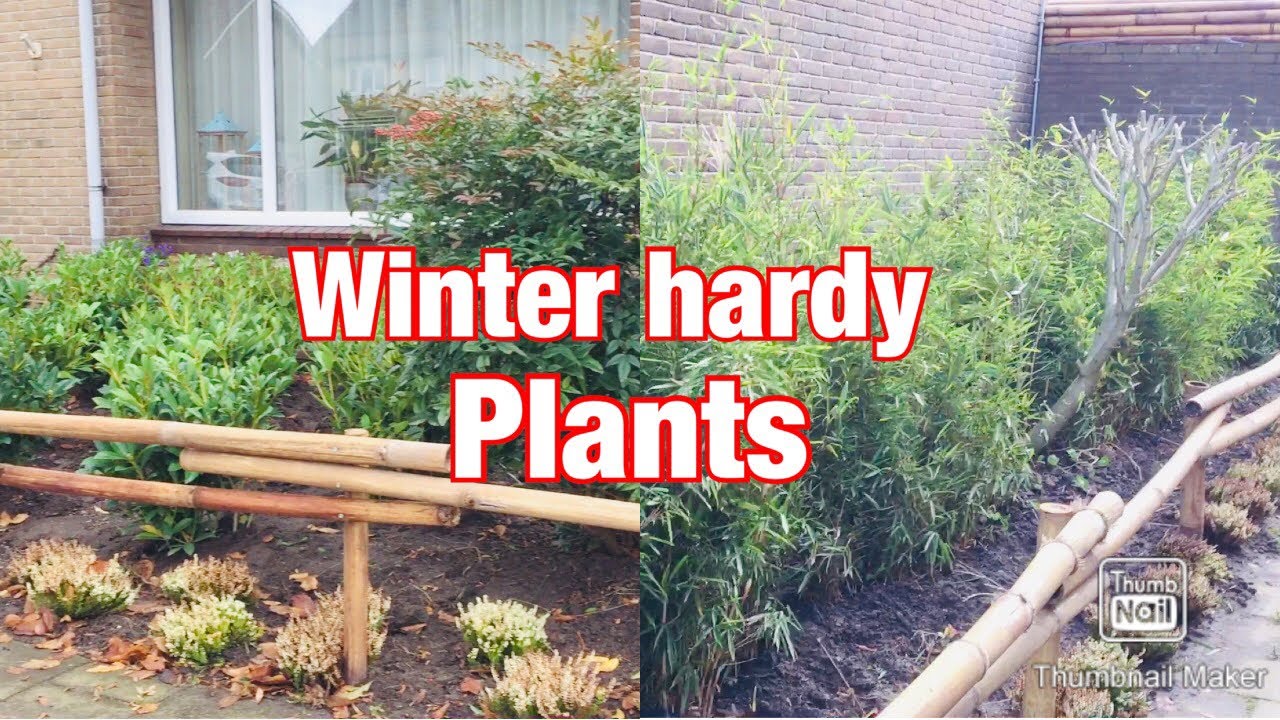 Beautiful green outdoor plants in the winter: Green yard durig the winter season