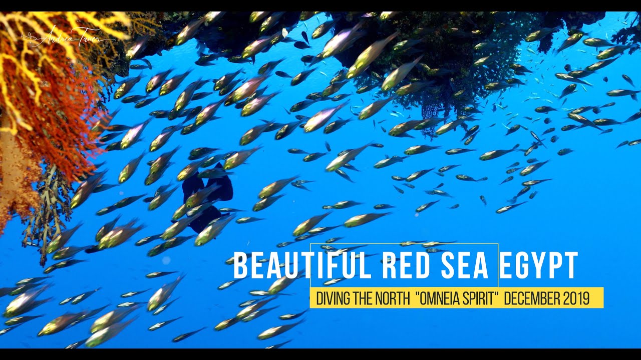 Beautiful Red Sea 2019 - Nordtour auf der Omneia Spirit im Dezember 2019
