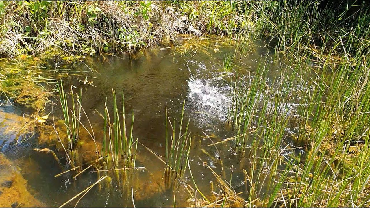 PESCA NO BREJO, SAIU SÓ TRAÍRAS BRUTAS, E OLHA A SURPRESA!!!!