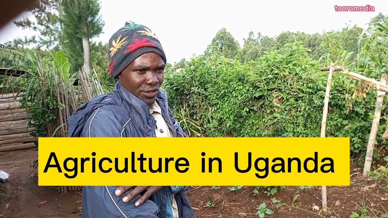 The measurements,use of green organic manure in Uganda