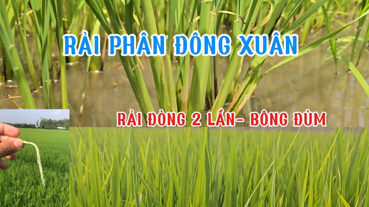 ĐÔNG XUÂN 2026-NẾP RẢI ĐÒNG BÔNG ĐÙM, CỨNG CÂY, NĂNG SUẤT CAO#quytrìnhifarm #côngthứcphân