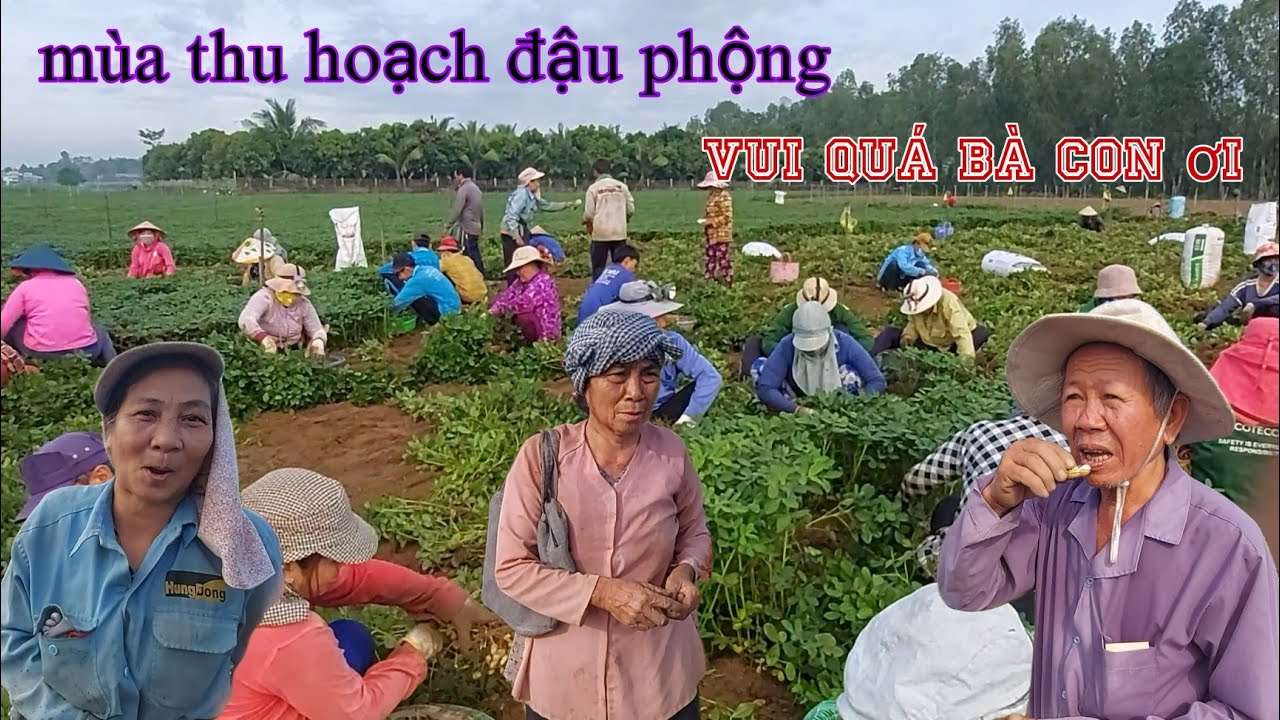 Nông dân miền Tây thu hoạch đậu phộng (lạc)vui quá bà con ơi