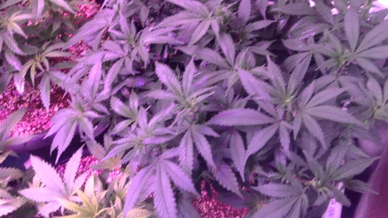 VegaMatrix Medical Cannabis Grow Day 3 Flower 18+