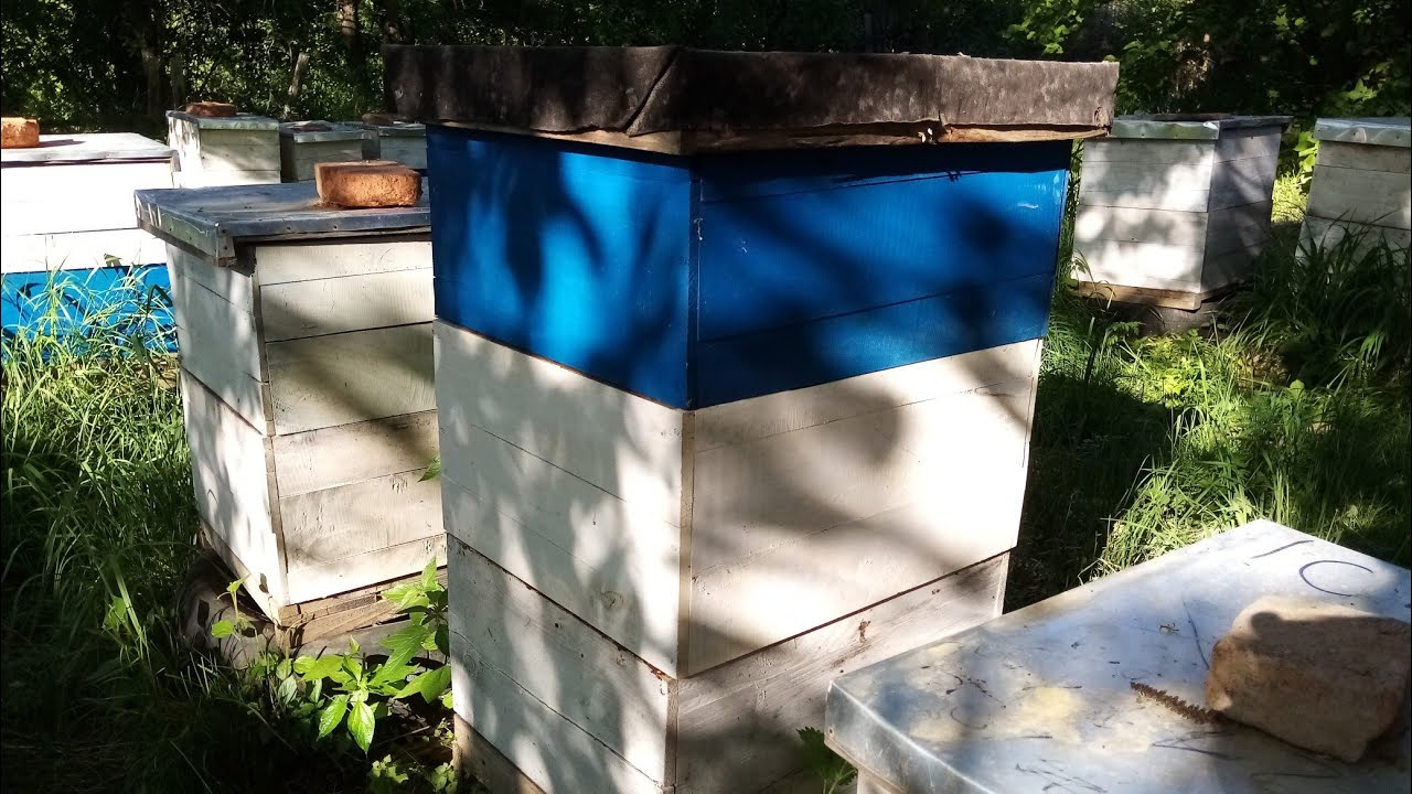 Stanje bagrema. Krenuli smo da stavljamo treći nastavci. 12.05.22