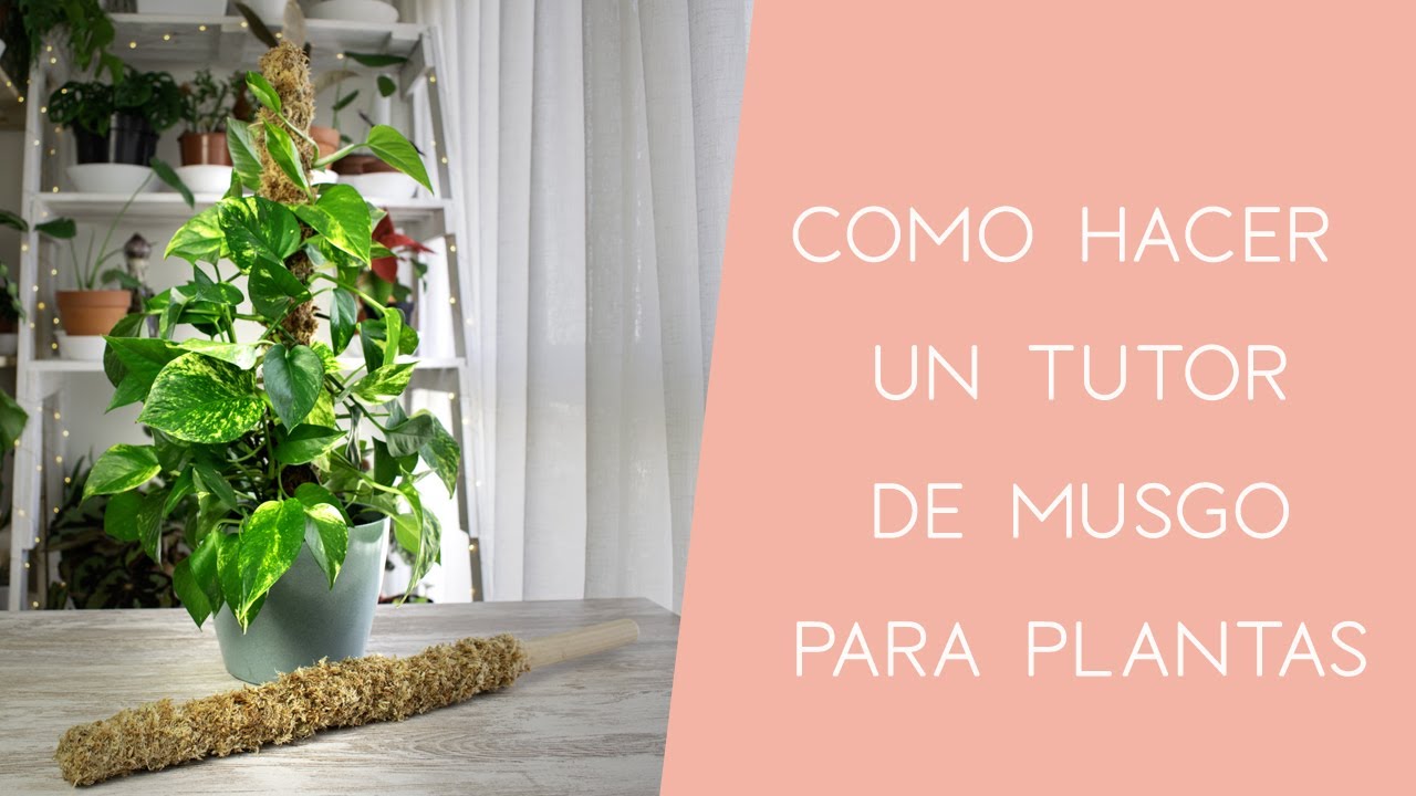 Cómo hacer un tutor de musgo para tus plantas