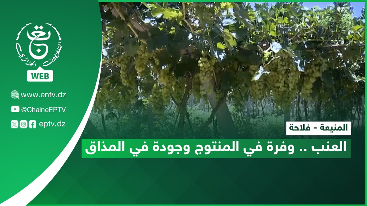 المنيعة - فلاحة | العنب .. وفرة في المنتوج وجودة في المذاق