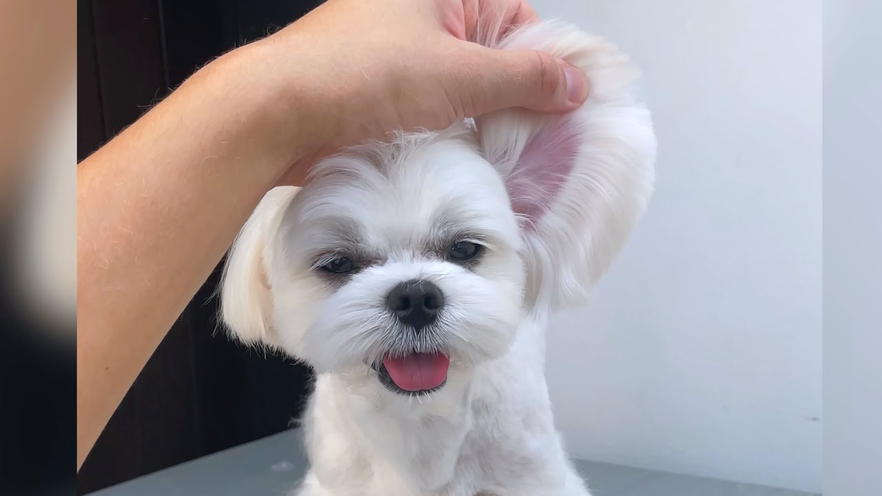 HOW I GROOM MY MALTESE DOG AT HOME ✂️ 🐶