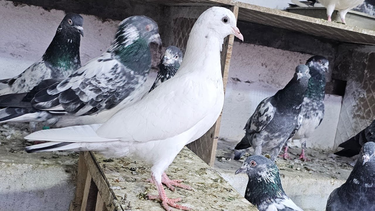 ❤️🕊🕊KGN pigeon loft Gautam  is live🕊🕊❤️
