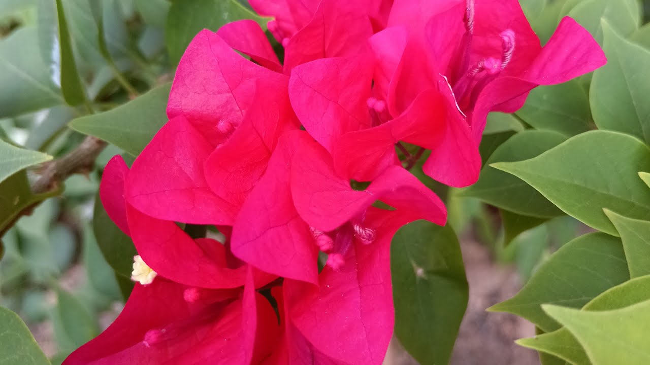 MILAZZZ WORLD is live! എല്ലാര്ക്കും very very good morning. നല്ല sweet day ആകട്ടെ എല്ലാര്ക്കും