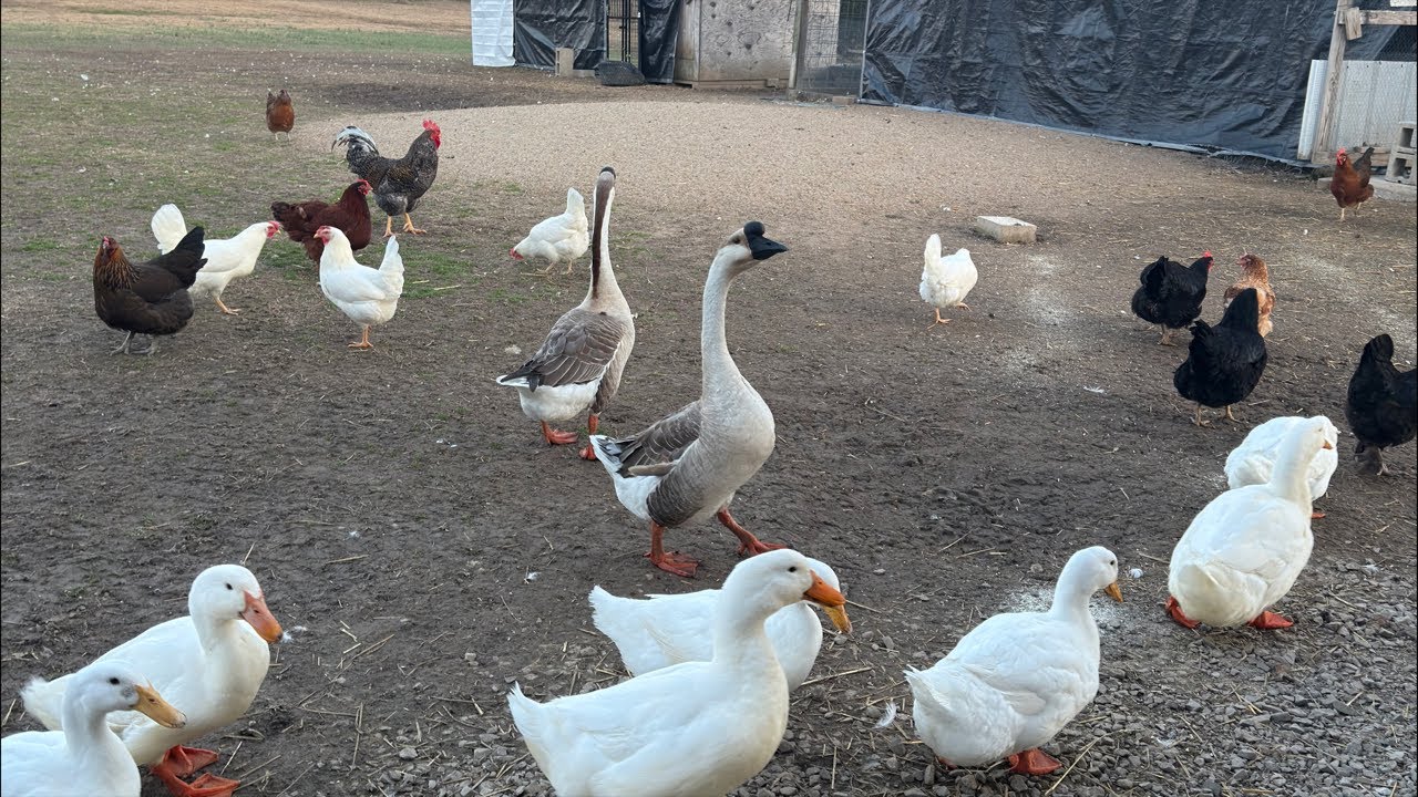 Feeding Time! #dinner #food #chickens #ducks #turkeys #geese #hens #backyardchickens #animals #farm