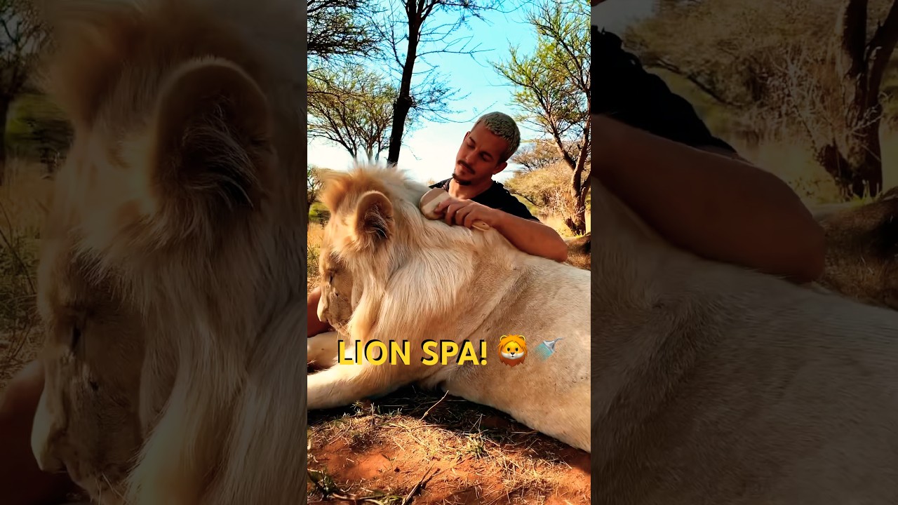 SPA DAY FOR THE LIONS! 🦁✨