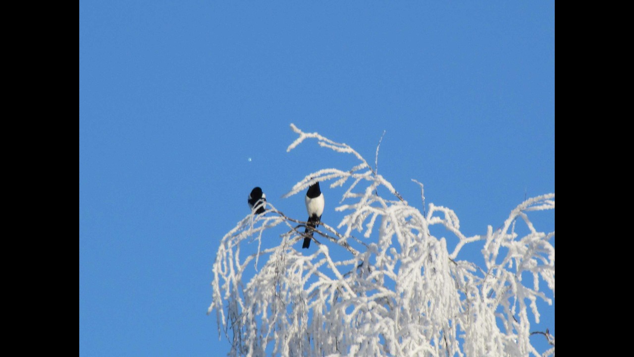 2026 - Winter's back is bending - beautiful moments in the sunshine