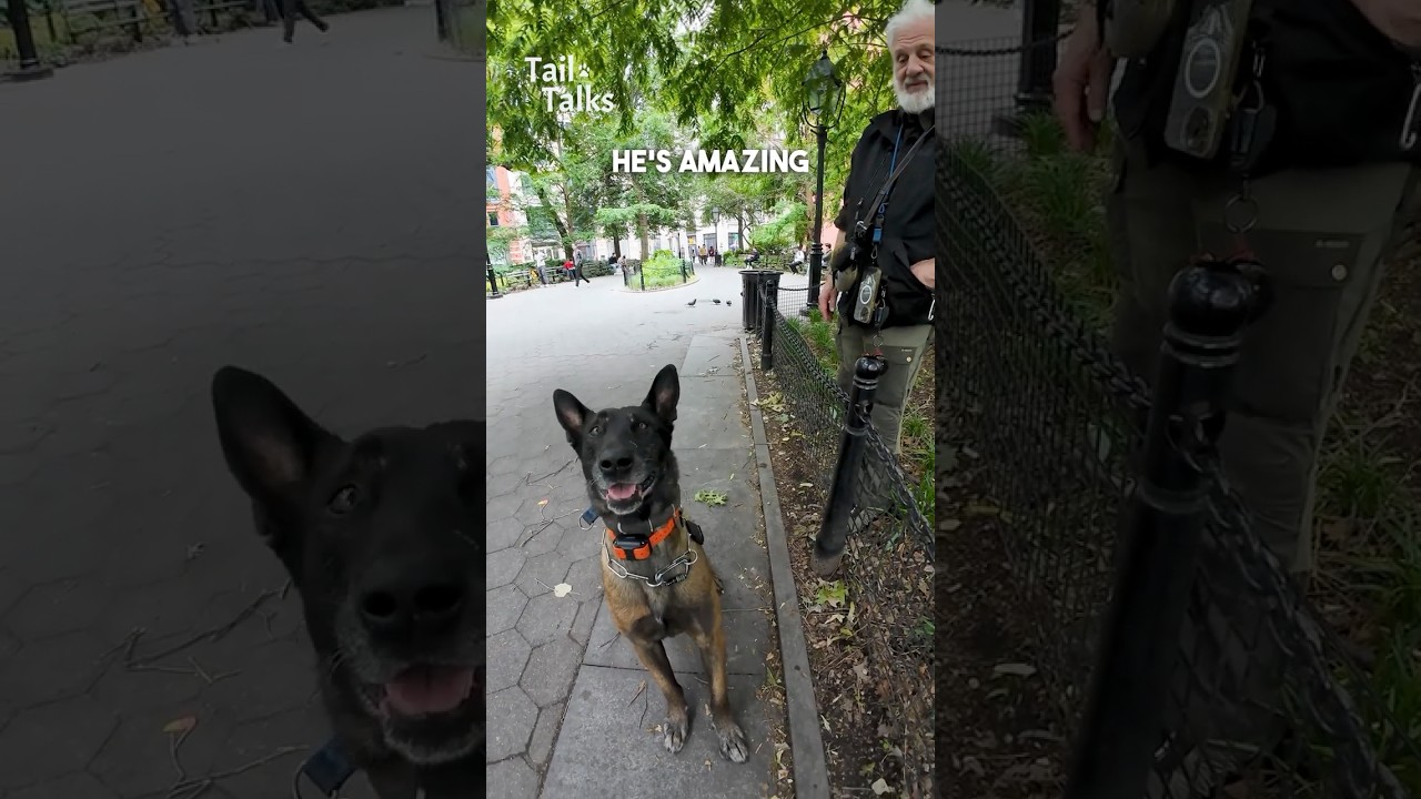 Мы встретили бельгийскую овчарку малинуа, тренирующуюся в парке #belgianmalinois ##dog