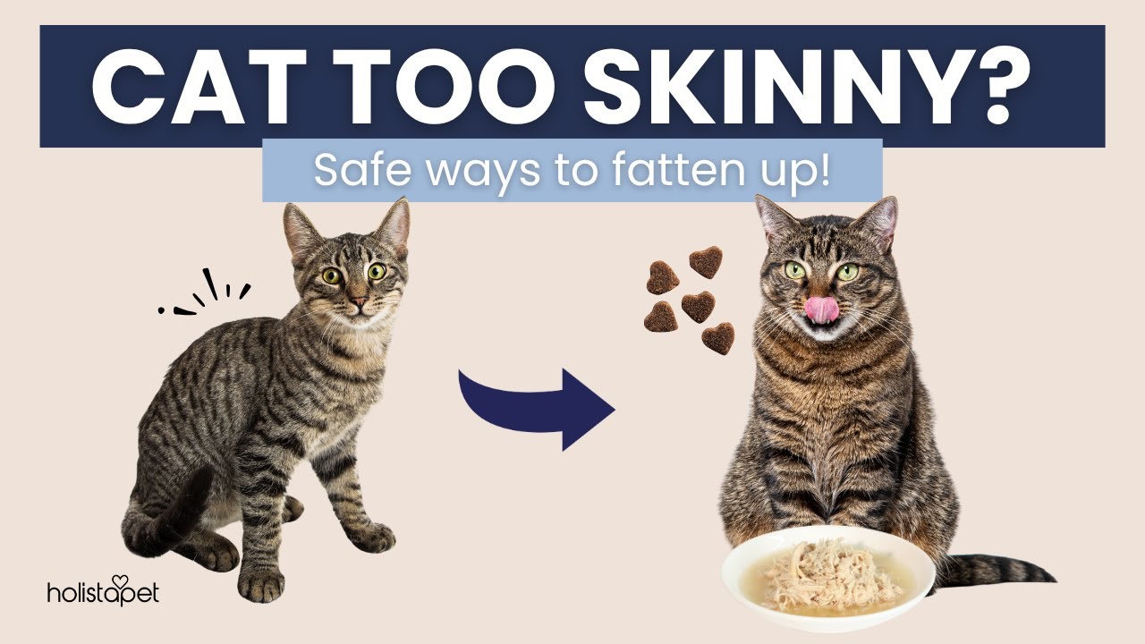 How to Fatten Up Your Skinny Cat (The Safe Way)