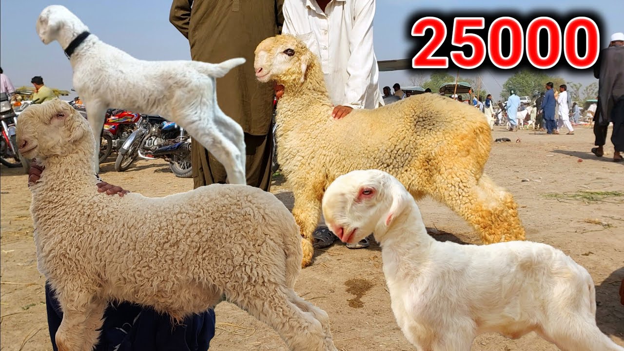 25 Dec 25 Kot Chutta Mandi | Zero Size Mundra Chhatre | Gulabi kakke Mundraym | Fresh Market Update