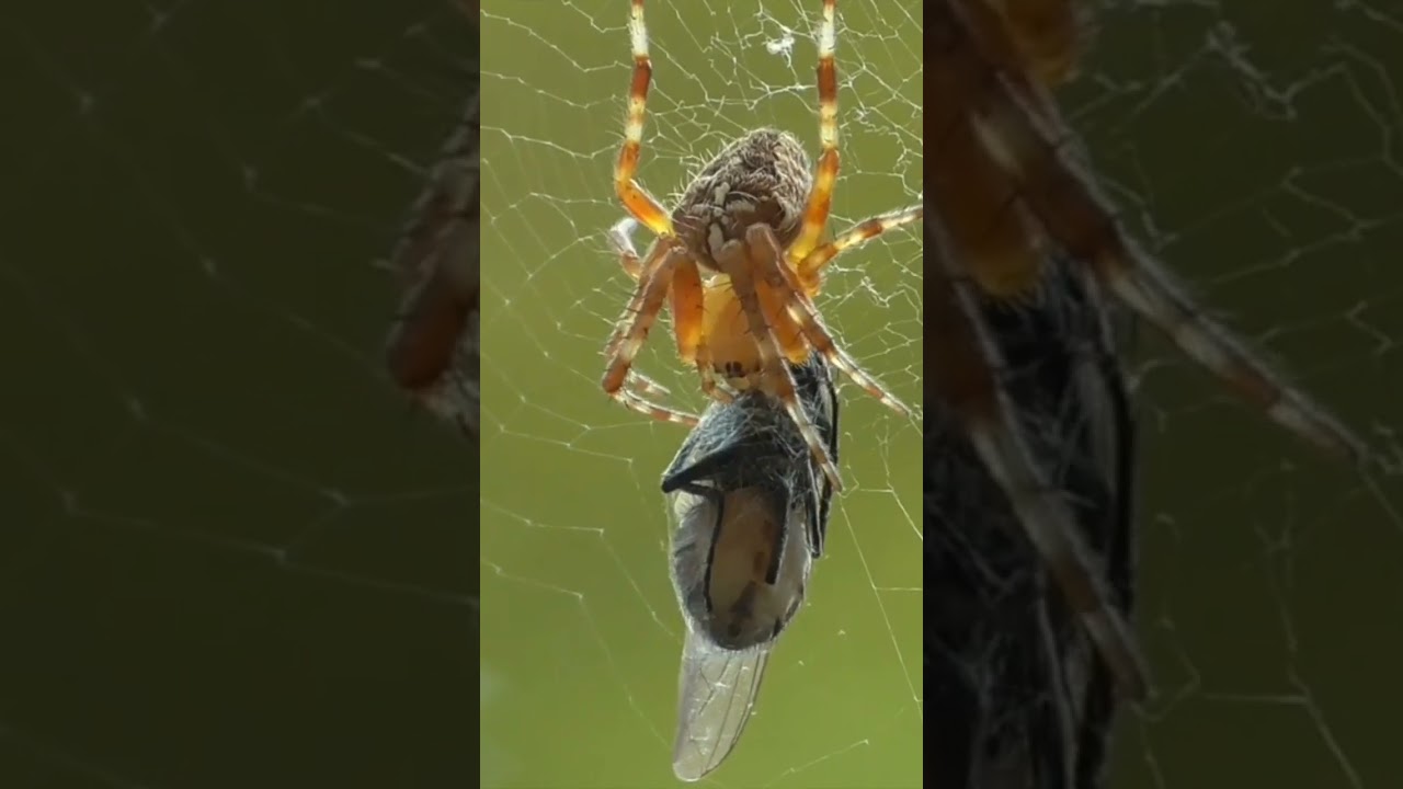 Kreuzspinne mit Beute