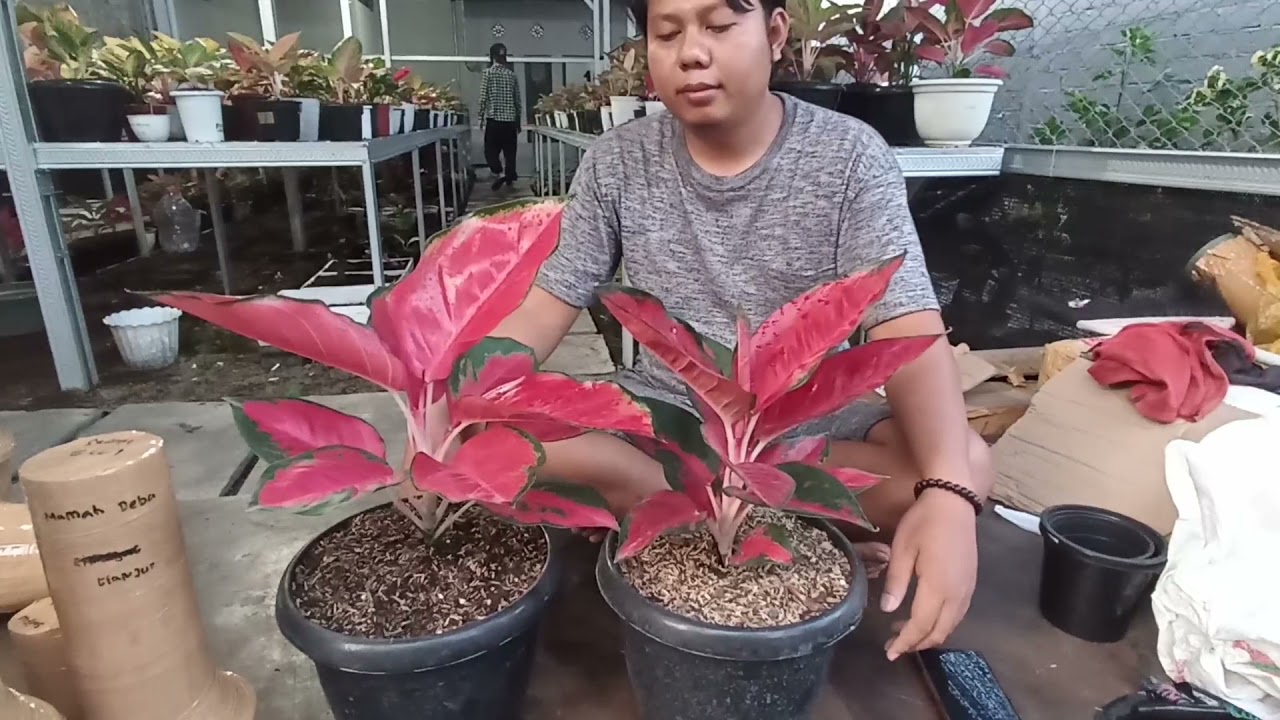 PERBEDAAN AGLONEMA SUKSOM DAN AGLONEMA RED CARRY