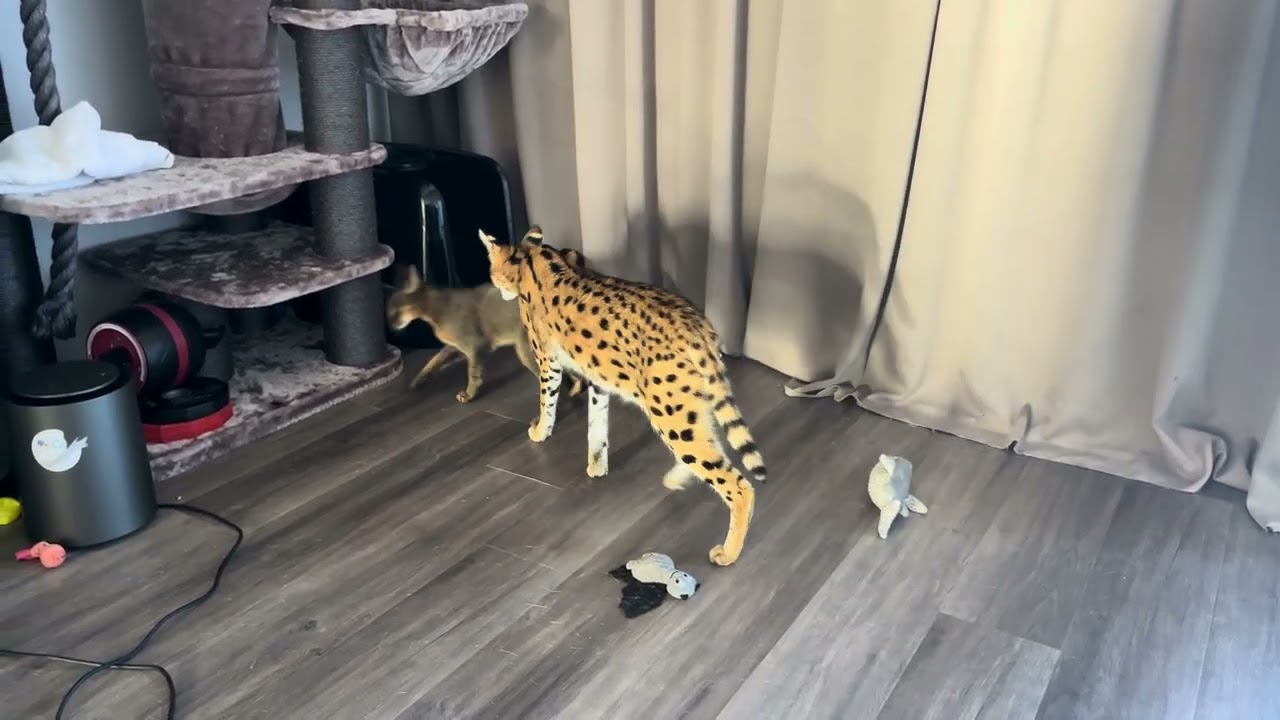 Cita stands up against little bully Loki 