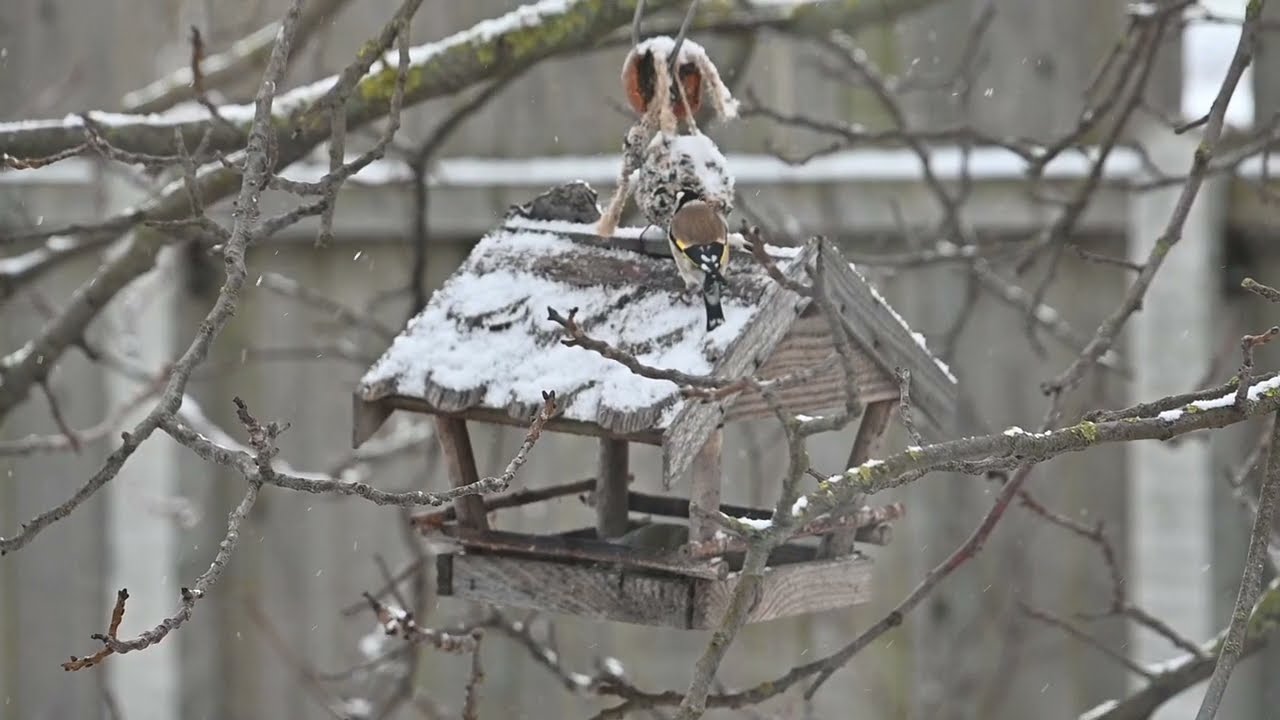 Stehlíci a zvonci řádí jako mládí