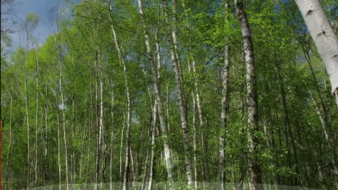 Cohérence cardiaque - Forêt de bouleaux au printemps - UHD