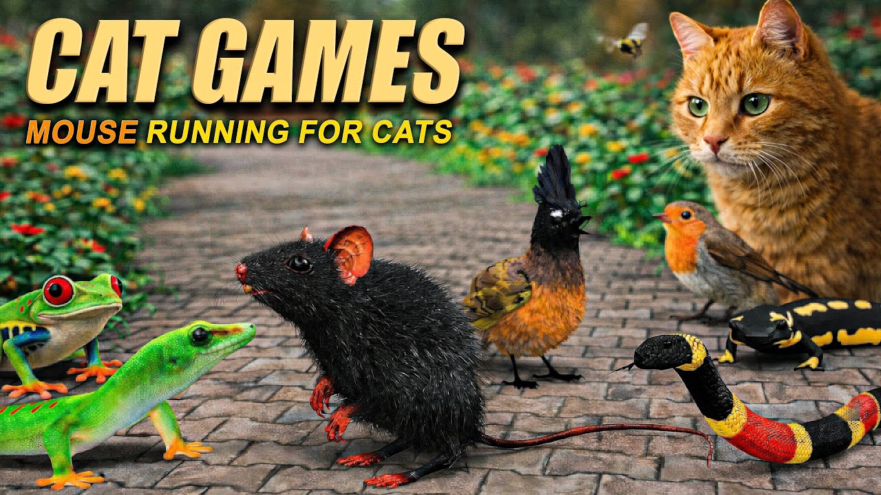 Cat Games – Ultimate Cat TV Mouse Chase for Cats to Watch | Pet Games Official