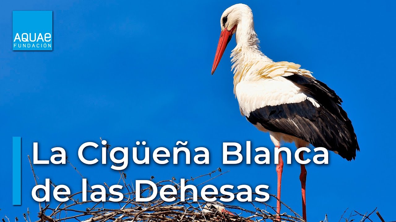 La CIG&Uuml;E&Ntilde;A BLANCA de las DEHESAS, un ave ZANCUDA que no puede vivir lejos del AGUA