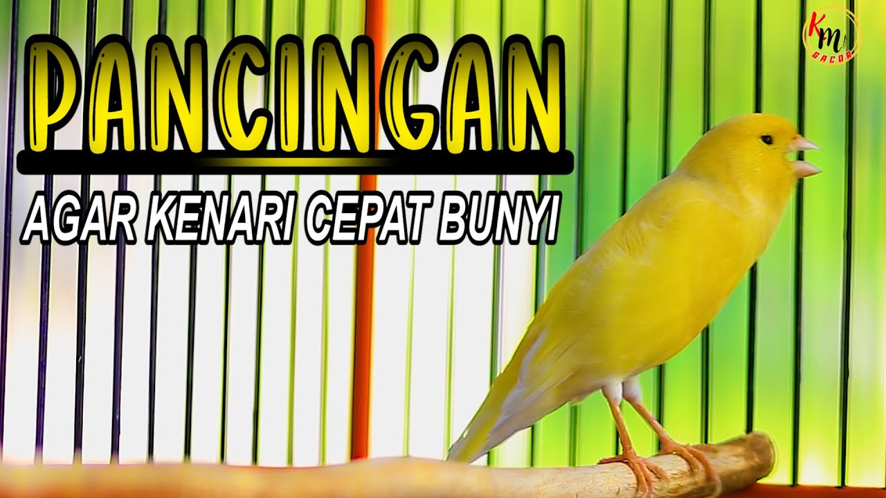 KENARI GACOR PANJANG COCOK BUAT PANCINGAN KENARI MACET AGAR CEPAT BUNYI GACOR