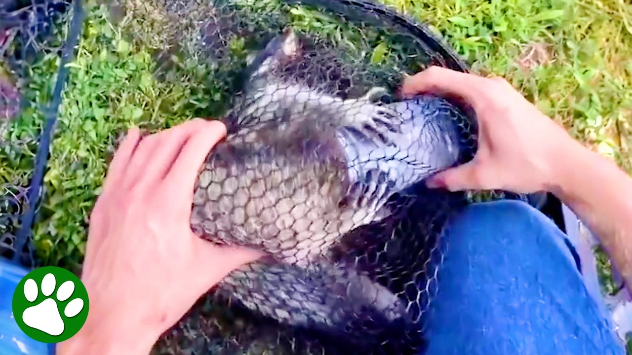 Saving a Wild Animal Stuck Inside Plastic Jar